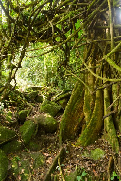 Sendero Las Montañas Ruwenzori Uganda — Foto de Stock