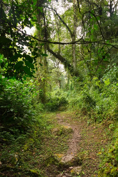 Sendero Las Montañas Ruwenzori Uganda — Foto de Stock