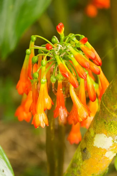 Erica Nas Montanhas Ruwenzori Sul País — Fotografia de Stock