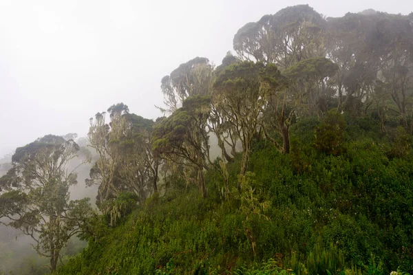 Erica Ruwenzori Mountains Uganda — Stock Photo, Image