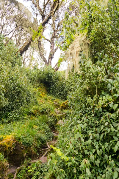 Sendero Las Montañas Ruwenzori Uganda — Foto de Stock