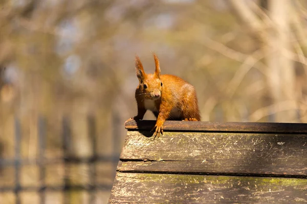 Avrasya Kızıl Sincabı Sciurus Vulgaris Berlin Almanya Park Halinde — Stok fotoğraf