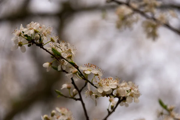 ツイッグの桜背景がぼやけていて — ストック写真