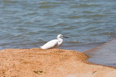 Victoria Gölü kıyısında küçük bir balıkçıl, Tanzanya