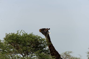 Masai zürafasının başı.