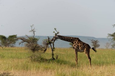 Masaj zürafası ağaçtan yemek yiyor.