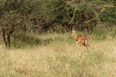 Serengeti Milli Parkı, Tanzanya 'da yetişkin erkek impala