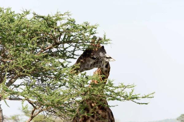 Masai Giraffe Frisst Von Einem Baum — Stockfoto