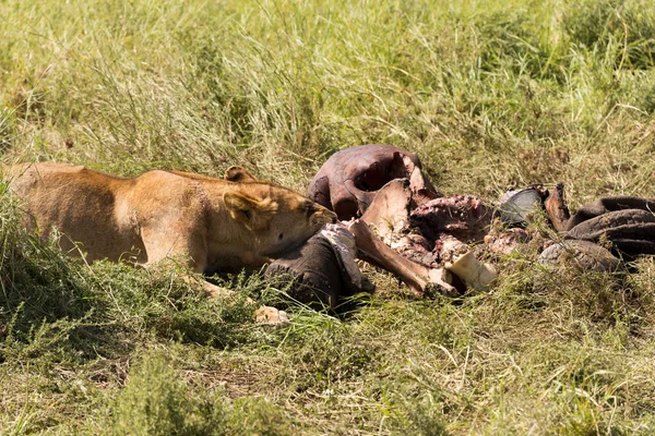 Lioness Chewing Carcass Serengeti National Park Tanzania — Stock Photo, Image