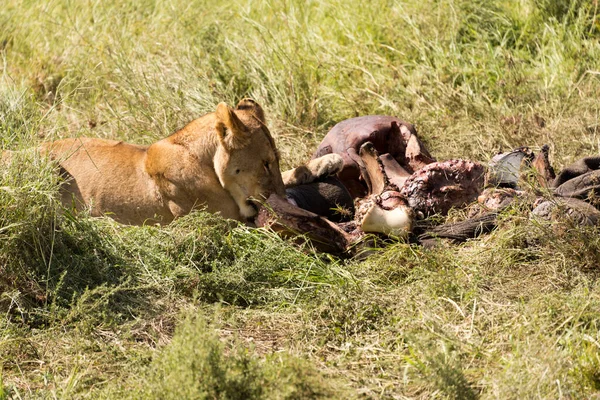 Lioness Chewing Carcass Serengeti National Park Tanzania — Stock Photo, Image
