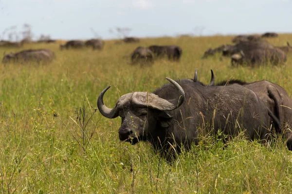 Manada Búfalos Parque Nacional Serengeti Tanzânia — Fotografia de Stock