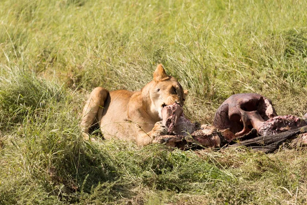 Löwin Kaut Auf Kadaver Serengeti Nationalpark Tansania — Stockfoto