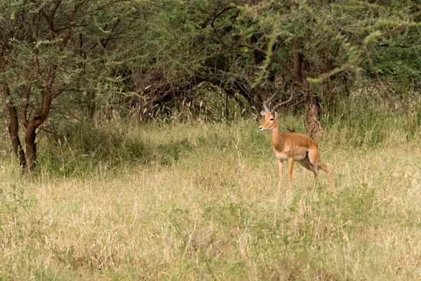 Felnőtt Férfi Impala Serengeti Nemzeti Parkban Tanzániában — Stock Fotó