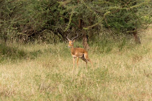 Felnőtt Férfi Impala Serengeti Nemzeti Parkban Tanzániában — Stock Fotó