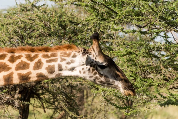 Masai Jirafa Comer Árbol — Foto de Stock