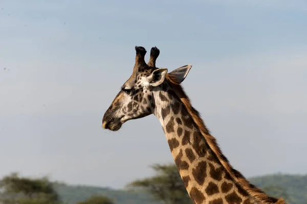 Head Masai Giraffe — Stock Photo, Image