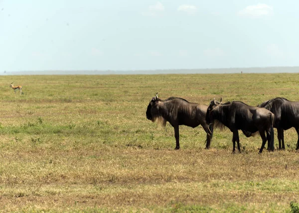 Kudde Gnoes Serengeti National Park Tanzania — Stockfoto