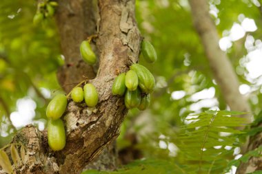 Zanzibar mahsulü ve baharat çiftliğindeki ağaçta bir grup guava.