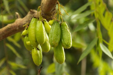 Zanzibar mahsulü ve baharat çiftliğindeki ağaçta bir grup guava.
