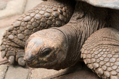 Changoo adasında dev aldabra kaplumbağası.