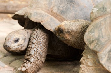 Changoo adasında dev aldabra kaplumbağası.
