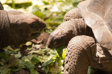 Changoo adasında dev aldabra kaplumbağası.