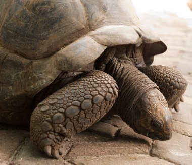 Changoo adasında dev aldabra kaplumbağası.