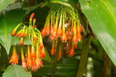 Ruwenzori dağlarındaki Erica, Uganda