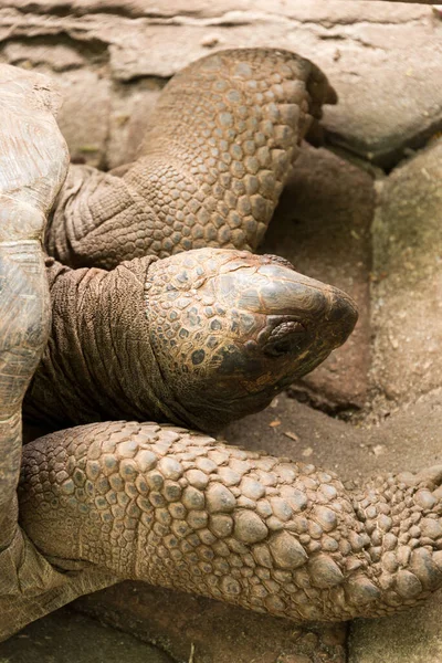 Changoo adasında dev aldabra kaplumbağası.