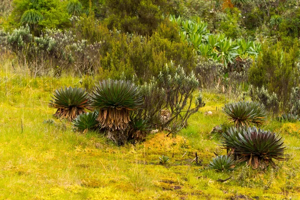 Riesenlobelien Ruwenzori Gebirge — Stockfoto