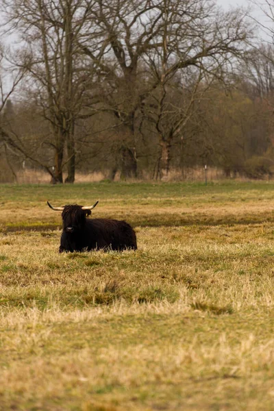 Scottish Highland Cattle Meadow — Stock Photo, Image