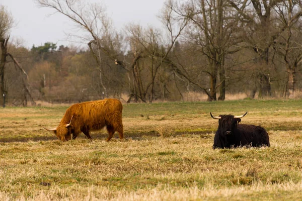 Scottish Highland Cattle Meadow — Stock Photo, Image