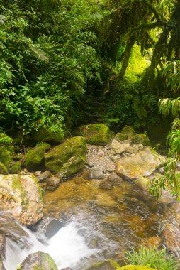 Ruwenzori dağlarında akıntılar, Uganda