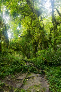 Ruwenzori dağlarında akıntılar, Uganda