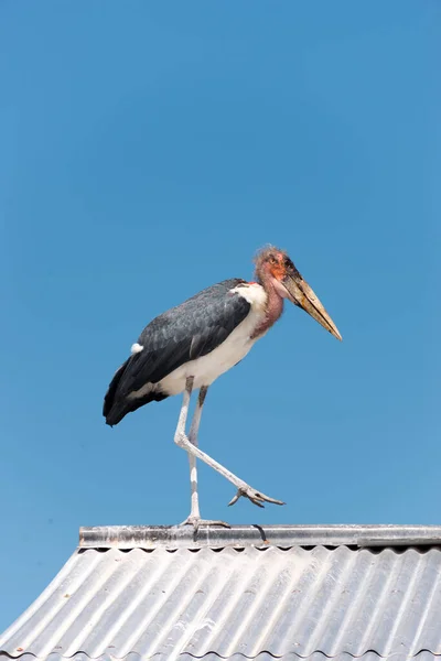 Marabou Dachu Blachy Falistej — Zdjęcie stockowe