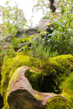 Ruwenzori dağlarında yosun, Uganda