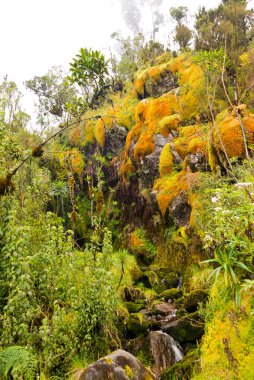 Ruwenzori dağlarında akıntılar, Uganda