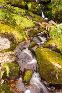 Ruwenzori dağlarında akan su, Uganda