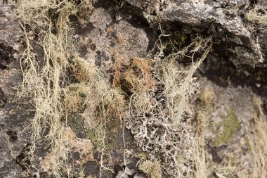 Ruwenzori dağlarındaki liken, Uganda