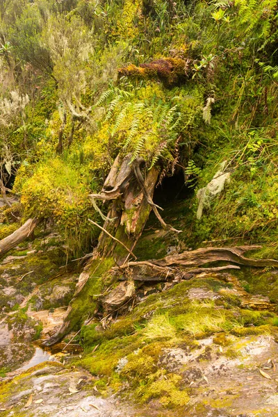 Rápidos Las Montañas Ruwenzori Uganda — Foto de Stock