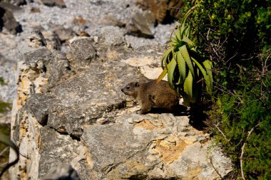 Hermanus, Güney Afrika 'daki kayalıklarda kaya hyrax' ı
