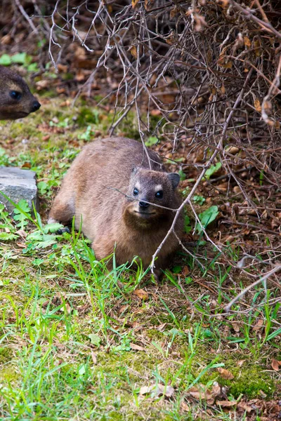 南アフリカのTsitsikamma国立公園のロックハイラックスは — ストック写真