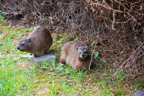 南アフリカのTsitsikamma国立公園のロックハイラックスは — ストック写真