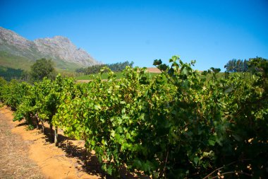rows of vines in stellenbosch vineyard, south africa clipart
