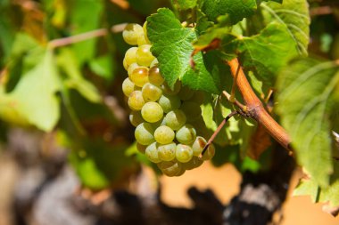 Olgun beyaz üzümler ve yapraklar hasat zamanından önce üzüm bağlarında, Güney Afrika 'da
