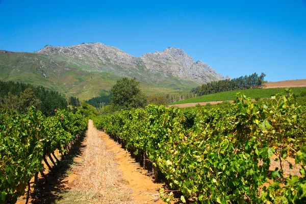Řady Vinic Vinici Stellenbosch Jižní Afrika — Stock fotografie