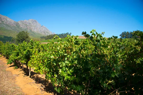 Güney Afrika, stellenbosch üzüm bağında sıralanmış asmalar.