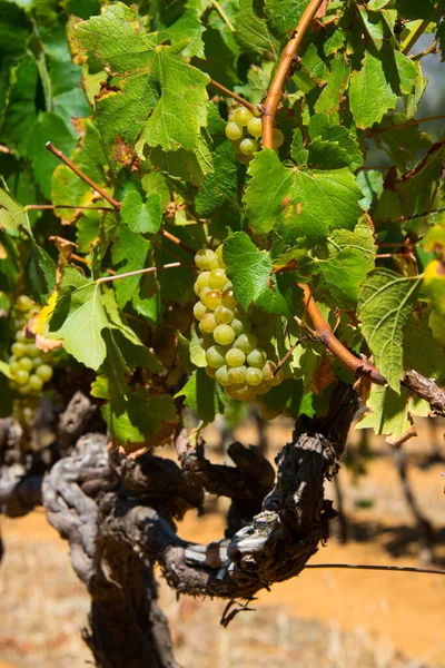 Zralé Bílé Hrozny Listy Révě Před Sklizní Vinice Stellenbosch Jihoafrická — Stock fotografie