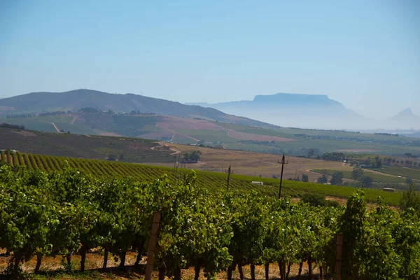 Linhas Vinhas Stellenbosch Vinhedo África Sul — Fotografia de Stock