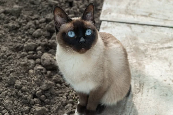 Gato Siamés Con Hermosos Ojos Azules Sienta Calle Mira Hacia Imagen De Stock